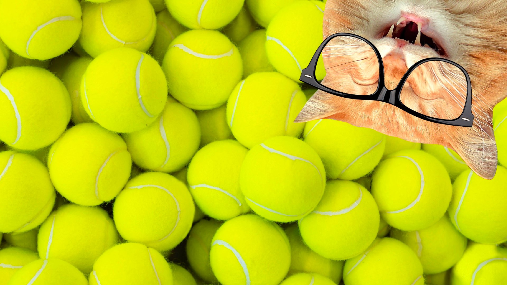 A cat with tennis balls