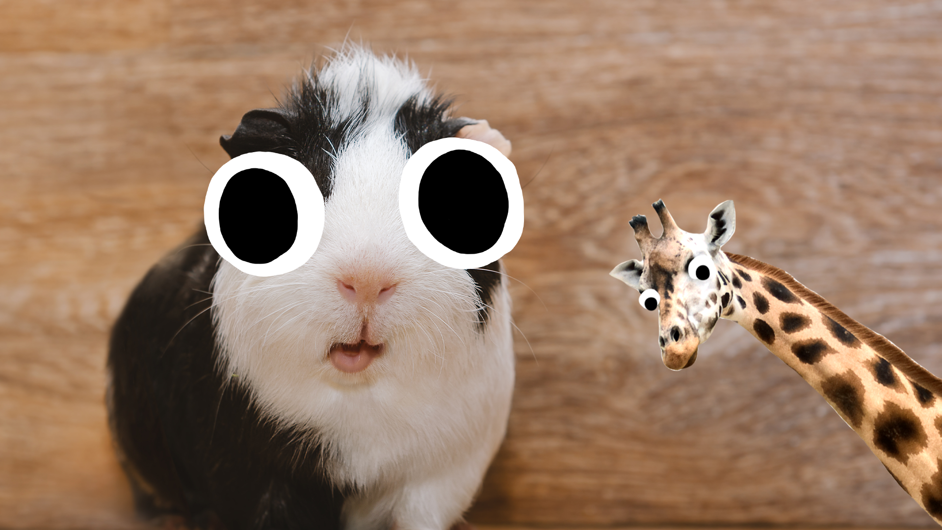 Guinea pig and derpy giraffe